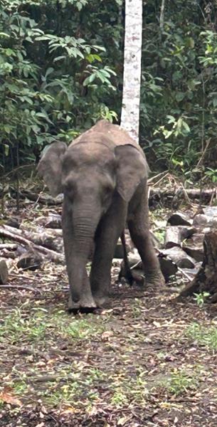 5030-2 for 1 Borneo