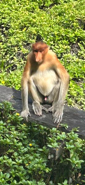 5030-2 for 1 Borneo