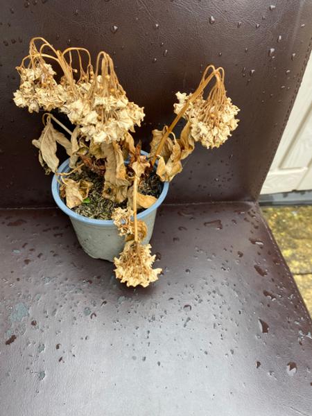 Poor plant