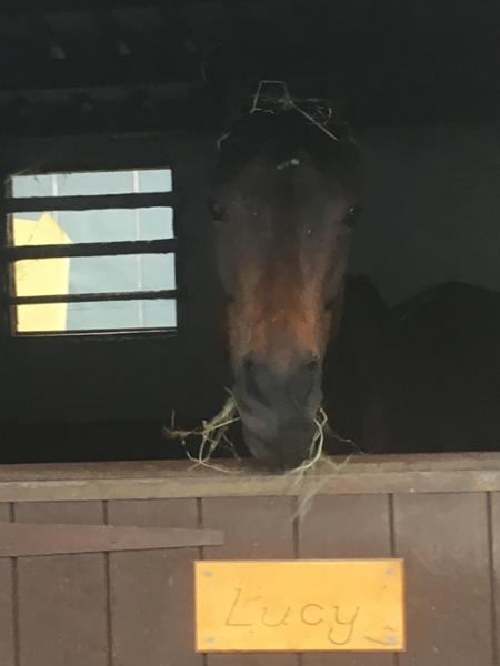 Biodura | Biotin Hoof Supplement for Horses