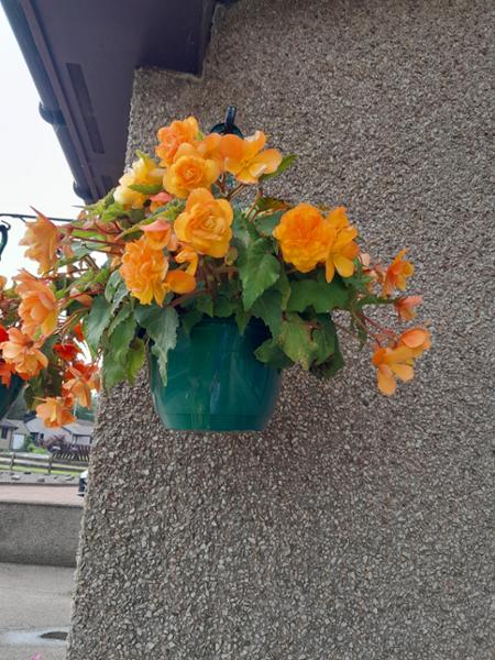 Begonia x tuberhybrida Apricot Shades Improved F1 Hybrid