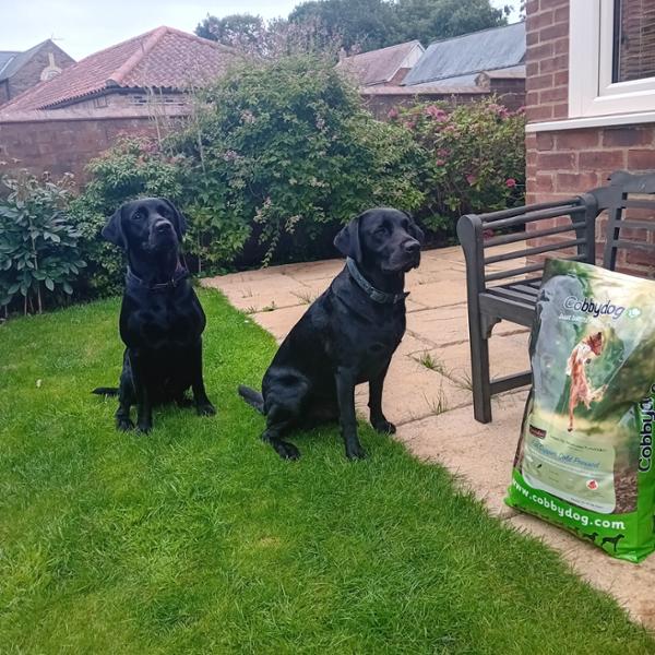 Fish Supper Cold Pressed Dog Food with Turmeraid 3Kg