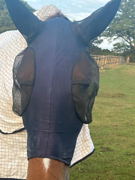 Horse And Pony Pull On Lycra Fly Mask
