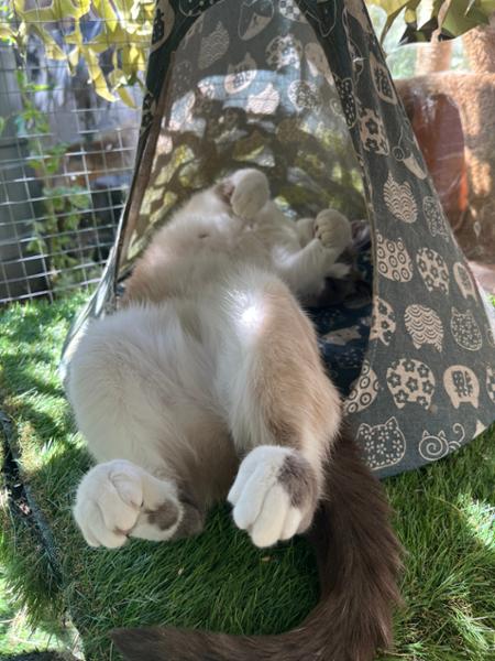 Happy cat happy life 😃