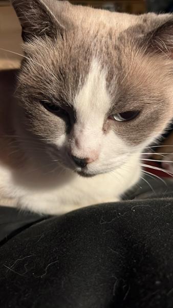Happy cat happy life 😃