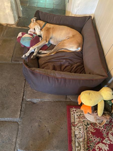 Savile Orthopaedic Walled Dog Bed - Tanner's Brown - XL- Bed with Orthopaedic - Blended Memory Foam Particles - George Barclay