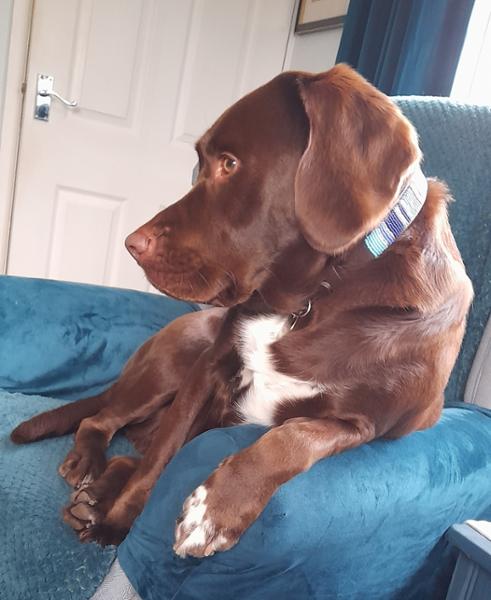 Perfect dog collar perfectly presented and sold.