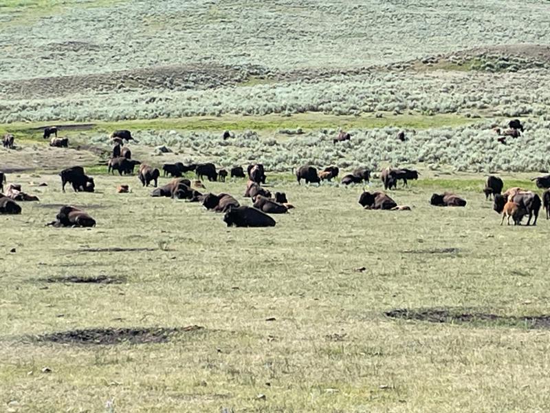 Yellowstone Discovery