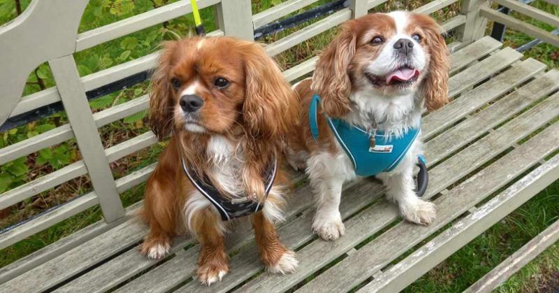 Lily's Kitchen - Chicken & Duck Dry Dog Food - Natural Dry Dog Food - Grain Free Recipe - 1kg to 12kg