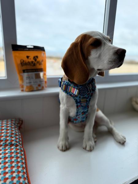 Cheese Dental Sticks | 7 Sticks | Cheese Chews For Dogs | Grain-Free & Vegetarian | Vet Recommended | Natural Ingredients | Pooch & Mutt