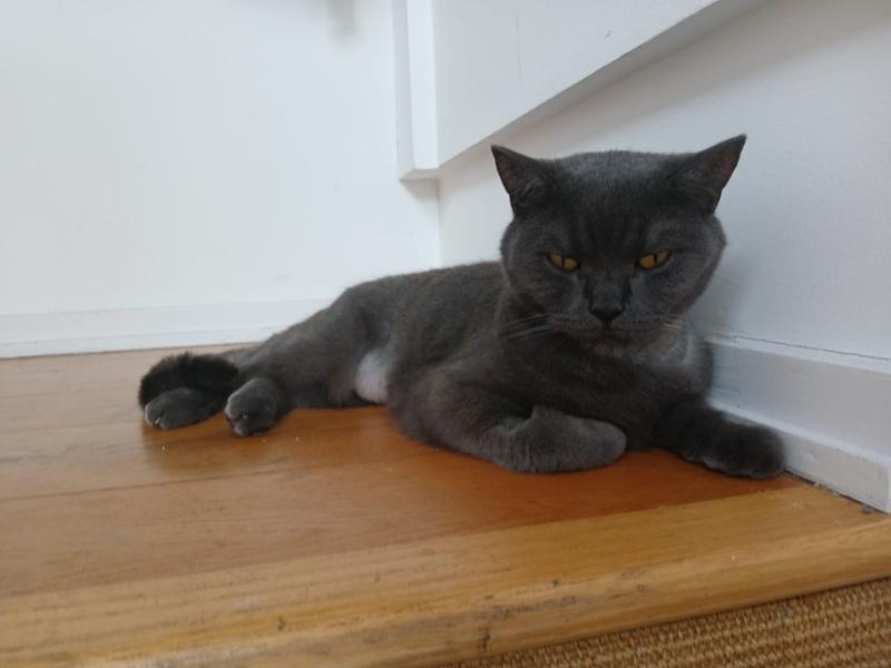 Webbox Lick-e-Lix with Beef Cat Treats