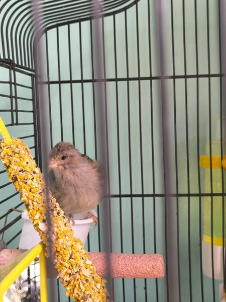 AVIGOLD ADVANCE All-in-One Cage & Aviary Bird Tonic
