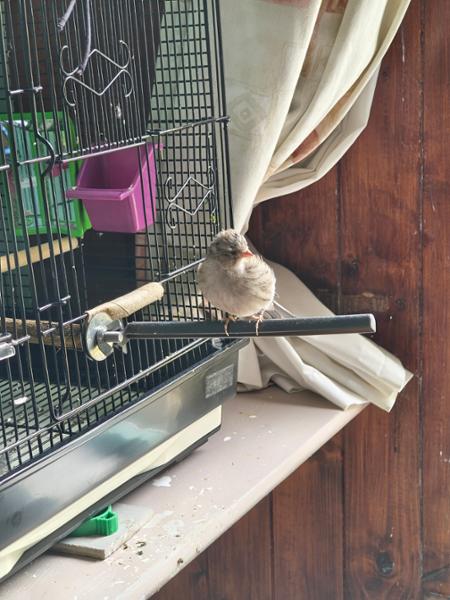 AVIGOLD ADVANCE All-in-One Cage & Aviary Bird Tonic