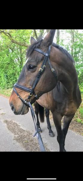Suppleaze Gold | Horse Joint Supplement