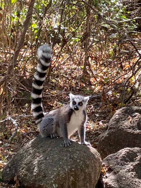 Madagascar: The Lost Continent