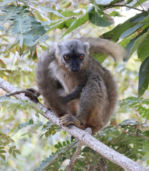 Madagascar: The Lost Continent
