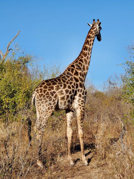 Exploring South Africa, Victoria Falls, and Botswana on 06/24/2025