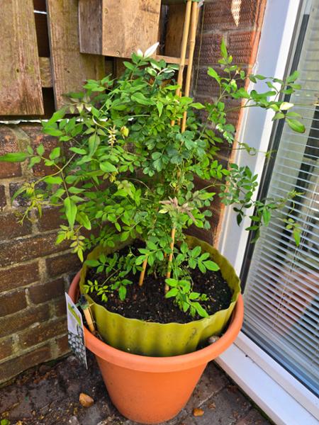 Thoroughly healthy plant.