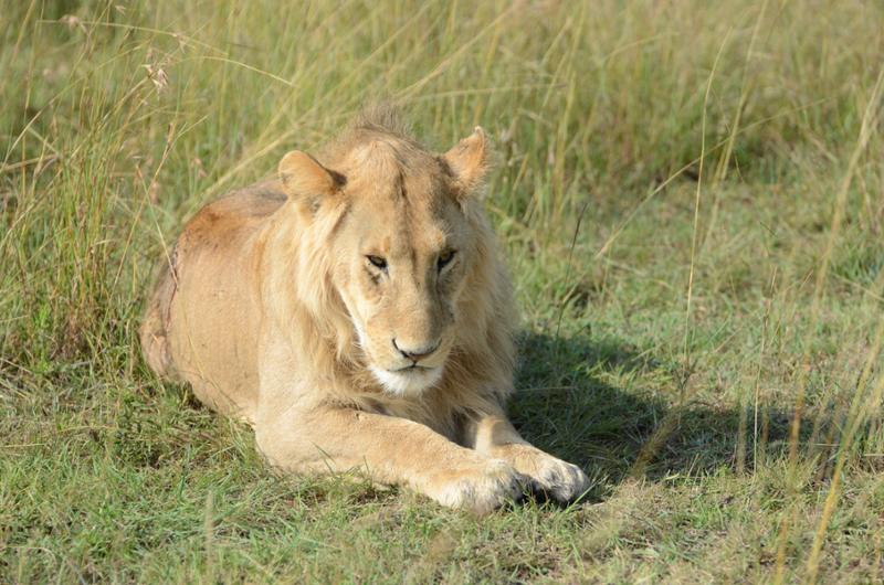 Go2Africa - worth every penny!