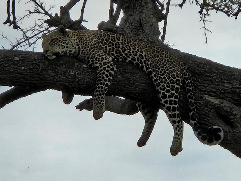 Great African Safari