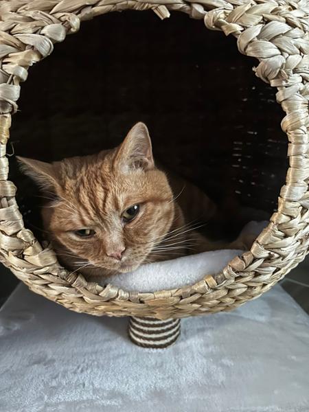 Great & Small Snuggle&Scratch Globe Bed Cat Scratcher Bed