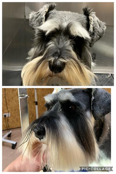 Best facial for dogs and yellow staining