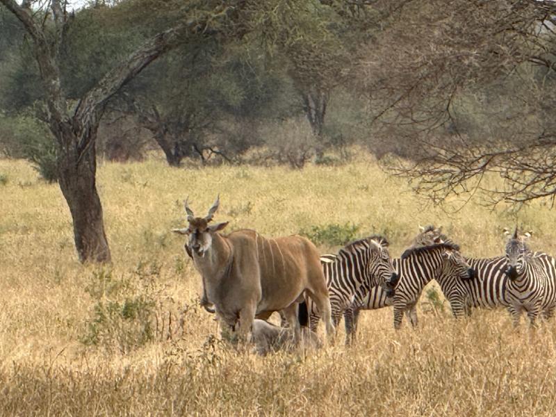Tanzania