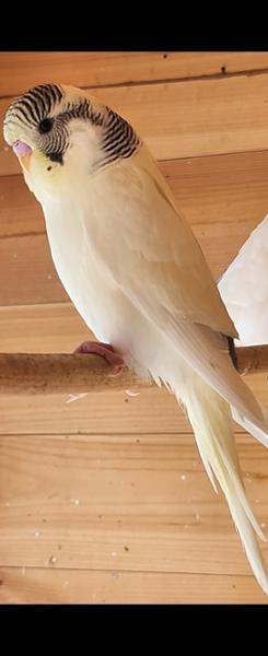 Vitality Pack | Multipack for Cage & Aviary Birds