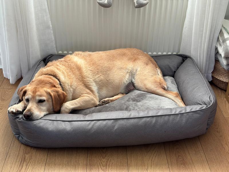 Metacam Oral Suspension for Dogs