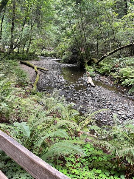 We loved the quiet of the Muir Woods