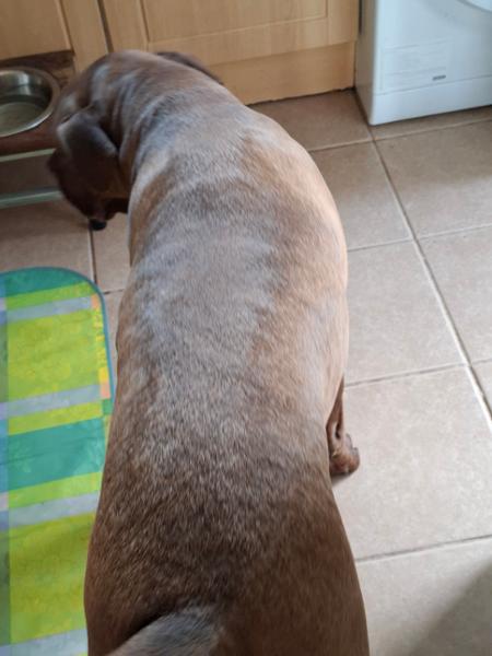 Beef & Offal Complete Raw Dog Food Meal