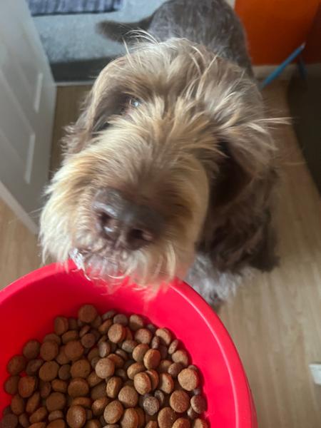 Sensitive Stomach Dry Dog Food | 10kg | Grain-Free Dog Kibble For Digestion Issues | Pooch & Mutt | Vet Recommended
