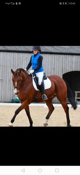 Suppleaze Gold | Horse Joint Supplement