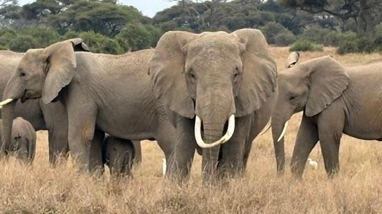 5176-Discover Kenya & Tanzania