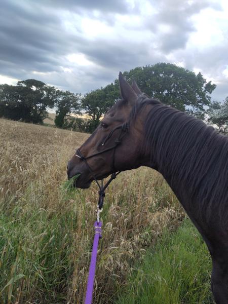 Suppleaze VS | Ultimate Equine Joint Supplement