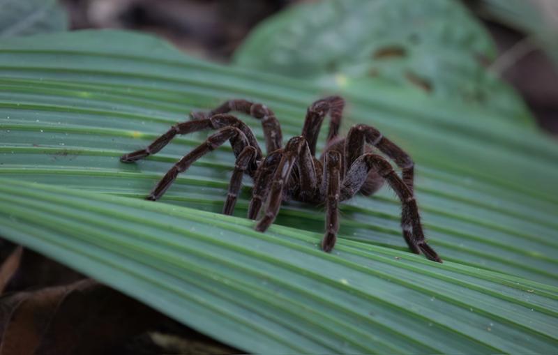Peruvian Rivers & Rainforest Discovery