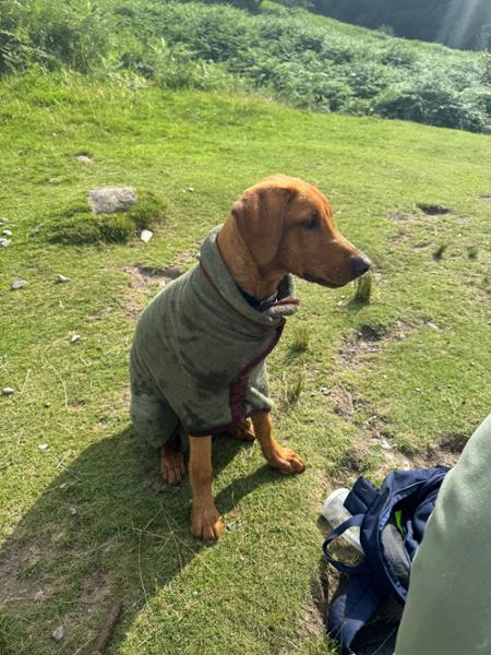 Ruff & Tumble Country Dog Drying Coat -Burgundy-X Large