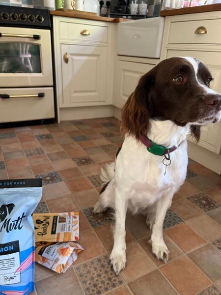 Fresh Salmon Dry Dog Food High In Protein | 50% Fresh Fish | 10kg | Single Protein Dog Food | Pooch & Mutt