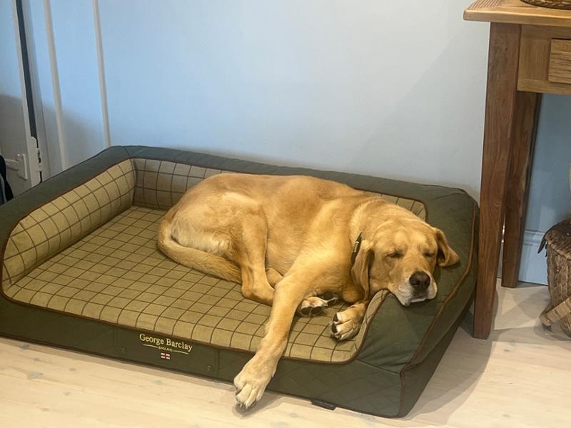 Country Dog Sofa Bed - Olive Green - Large - Bed with Orthopaedic - Blended Memory Foam Particles - George Barclay