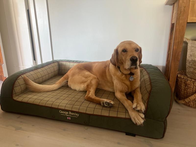 Country Dog Sofa Bed - Olive Green - Large - Bed with Orthopaedic - Blended Memory Foam Particles - George Barclay