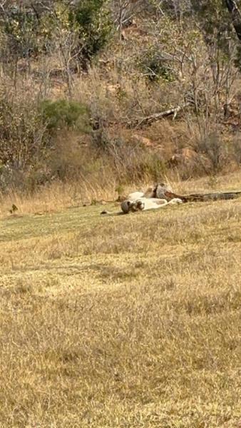5145-5 Star African Safari