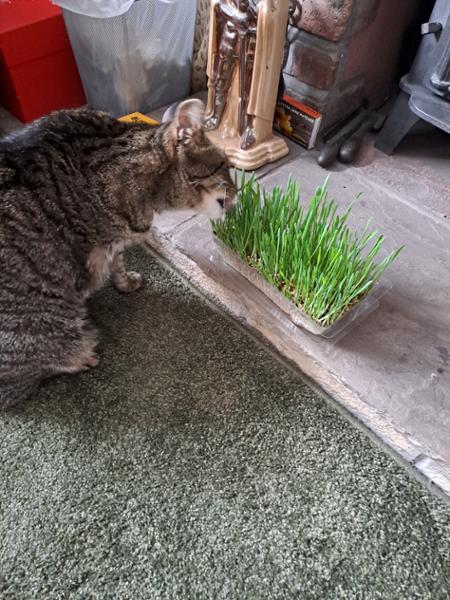 Webbox Cat Grass Easy-Grow Kit