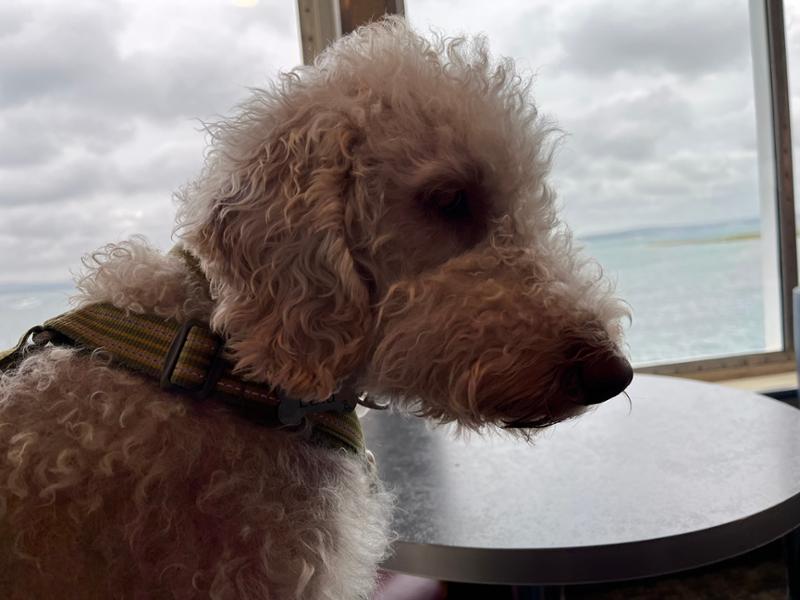 Lily's Kitchen - Duck, Salmon & Venison Dry Dog Food - Natural Dry Dog Food - Happy Joints - Grain Free Recipe - 1kg to 12kg