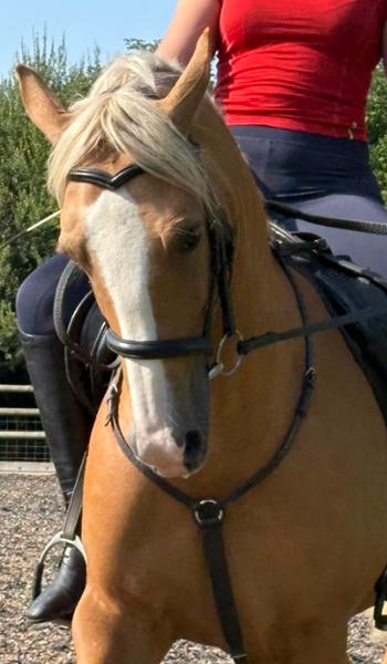 EquiDermis