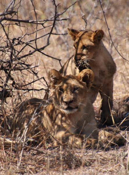 Upgraded - Botswana Wildlife Safari