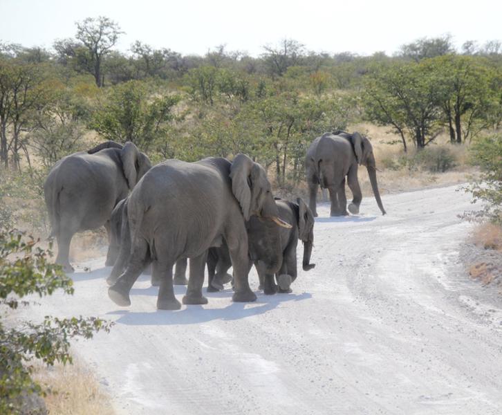 5462-Ultimate African Adventure