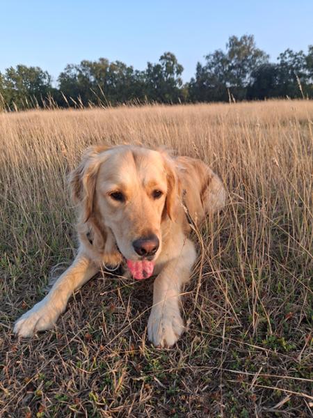 Dog friendly lodge at Greenhill farm.