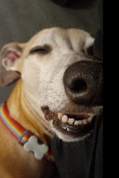 Calming Mini Dental Sticks for Dogs | 7 Sticks | Calming Chews For Anxious Dogs | Hemp & Sage | Vet Recommended | Natural Ingredients | Pooch & Mutt