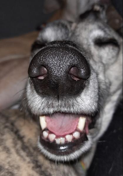 Calming Mini Dental Sticks for Dogs | 7 Sticks | Calming Chews For Anxious Dogs | Hemp & Sage | Vet Recommended | Natural Ingredients | Pooch & Mutt