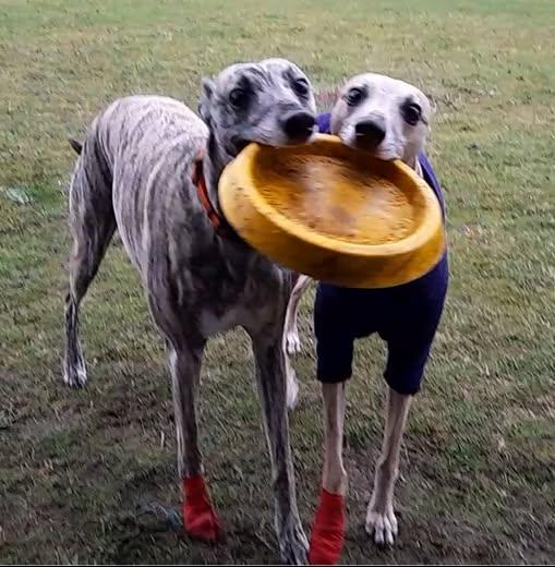 Senior Dry Dog Food | 1.5kg | Chicken & Superfoods | Grain Free & Natural Ingredients | Pooch & Mutt | Vet Recommended